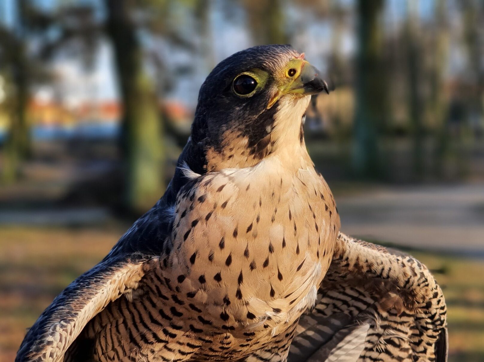 Sokół wędrowny Falco Peregrinus