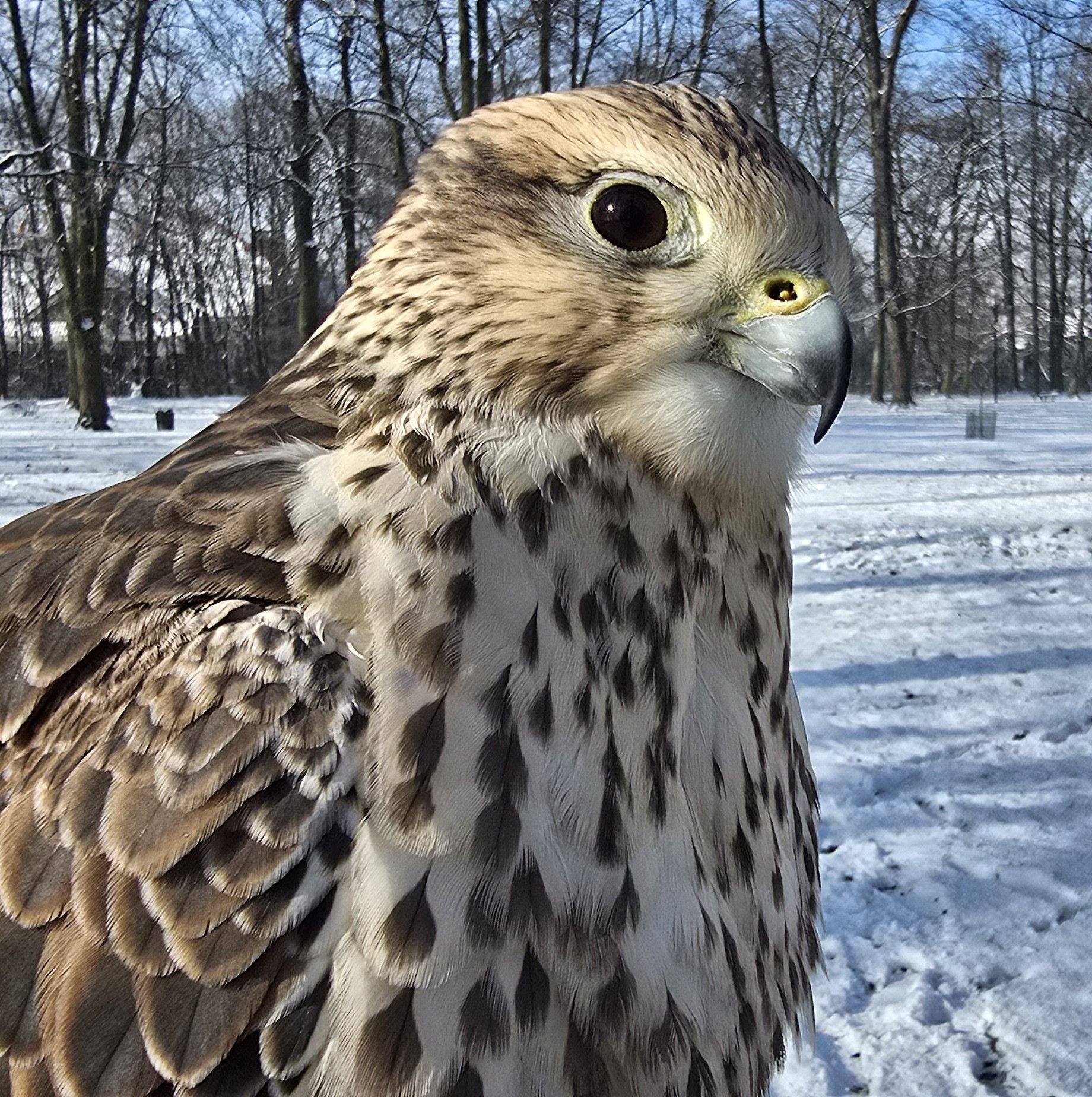 pokazy ptaków drapieżnych