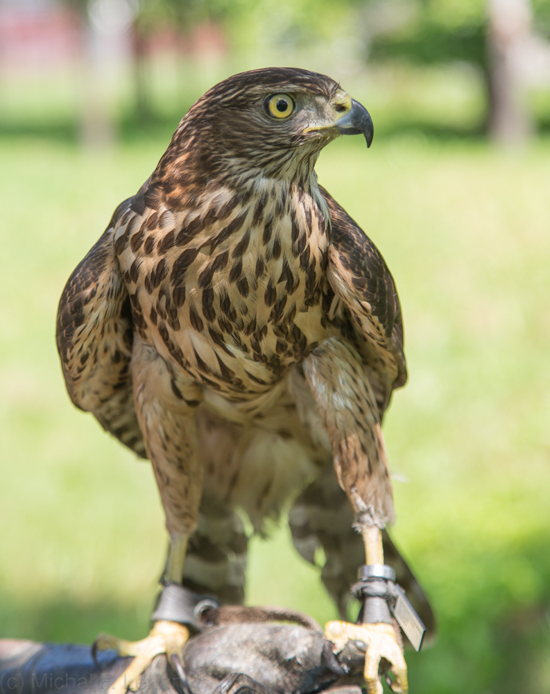 Jastrząb gołębiarz