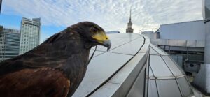 płoszenie metodą sokolniczą na dachu budynku