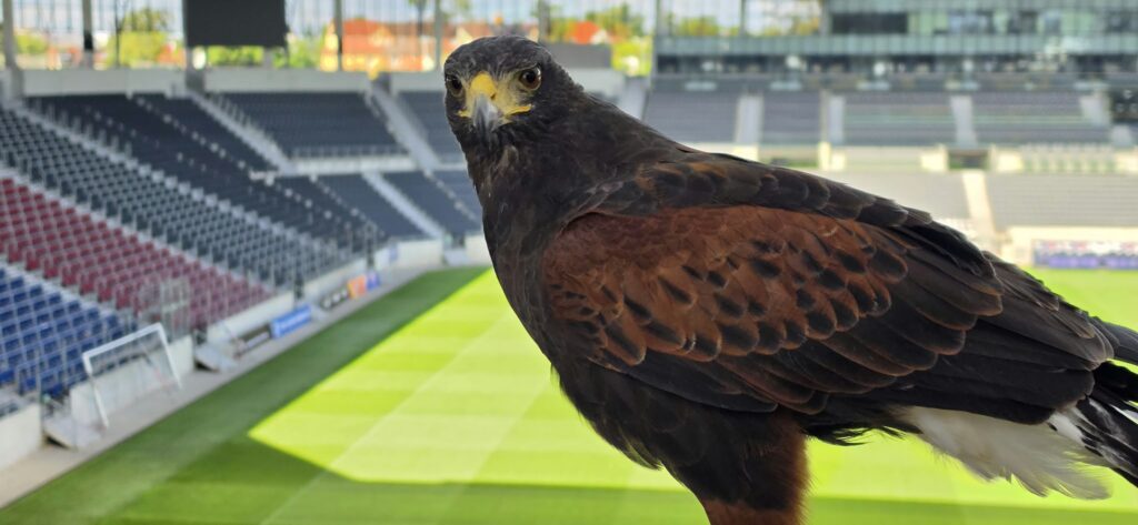 Samica jastrzębia płoszy ptaki na stadionie