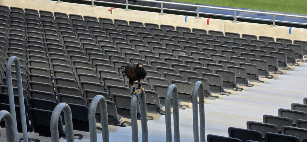 Jastrząb harrisa płoszy ptaki na stadionie